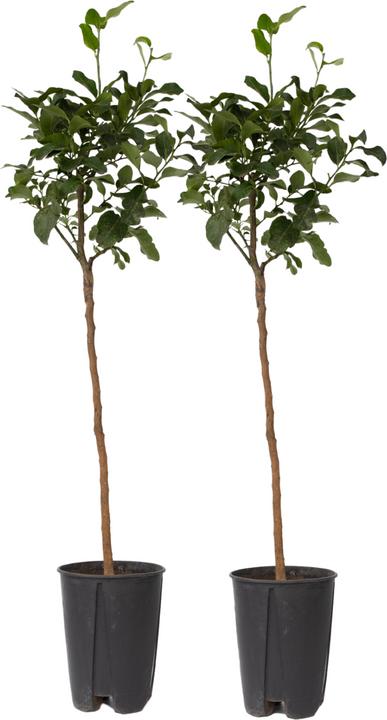 Plant in a Box Citrus limon - (100 cm)