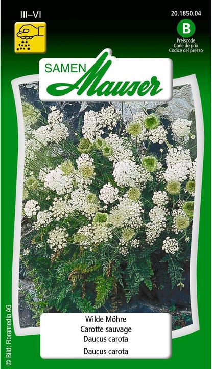 Produktbild Samen Mauser Wilde Möhre (Gemüsesamen)
