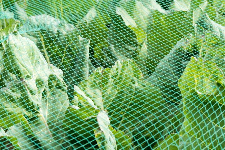 Produktbild Aquagart Teichnetz 7m x 8m Reiherschutz Silonetz Laubschutznetz Vogelschutznetz Laubnetz