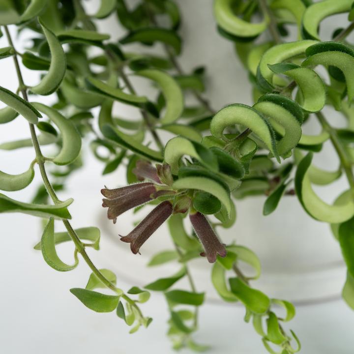 Immagine prodotto Plant in a Box Aeschynantus Twister - Set di 2 piante Twister (20 cm)
