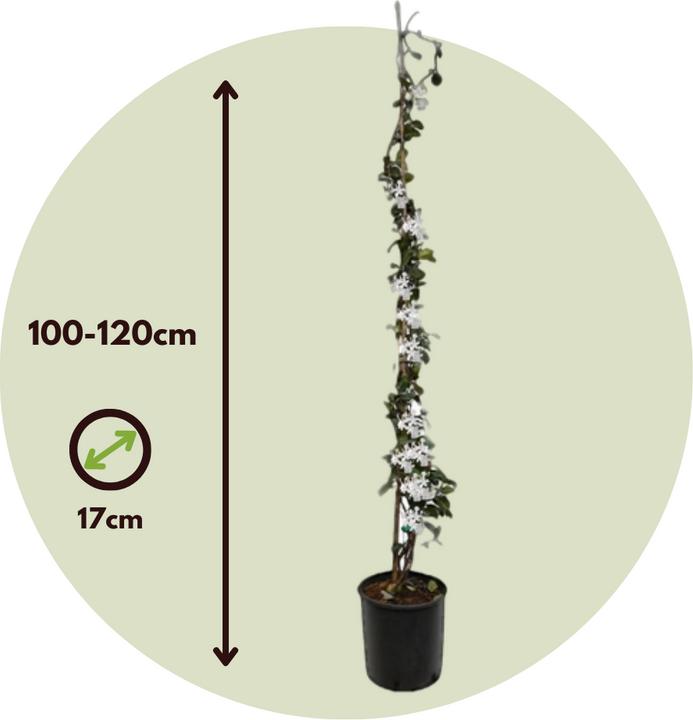 Produktbild Plant in a Box Trachelospermum jasminoides - Sternjasmin (120 cm)