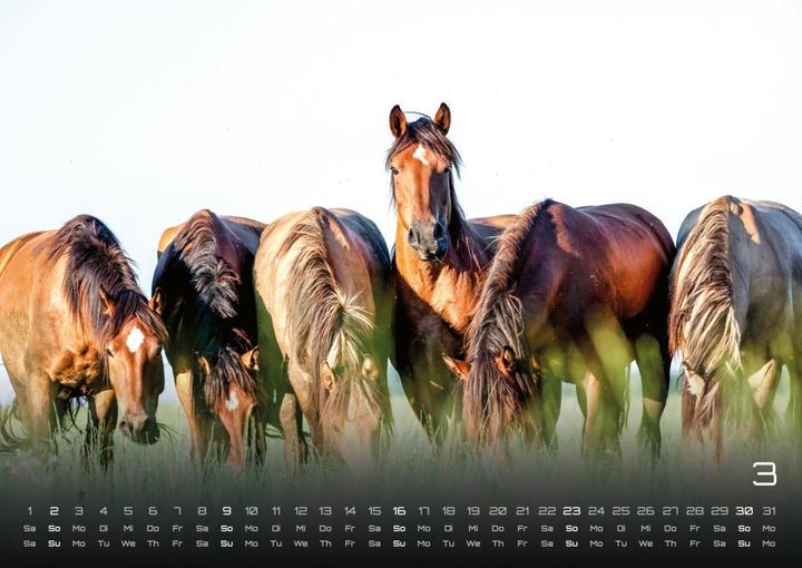 Produktbild Pferdegeflüster - Der Pferdekalender - (Deutsch)