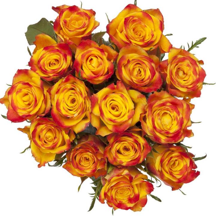 Produktbild Ecuadorrosen 14 Stk 60cm orange (Schnittblumen)