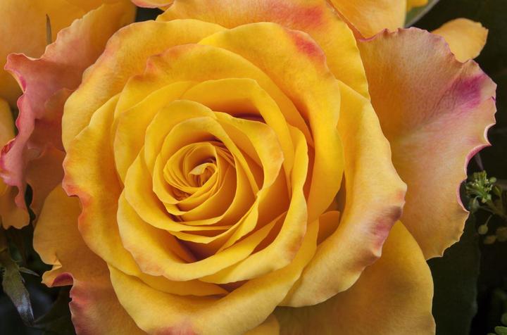 Produktbild Ecuadorrosen 14 Stk 60cm orange (Schnittblumen)