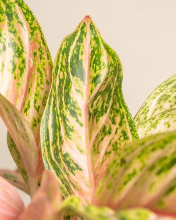 Actual product image feey Aglaonema Cocomelon (60 cm, Freshly repotted)