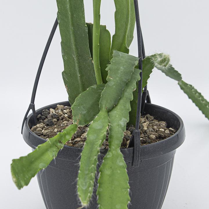 Actual product image Kakteen Gautschi Epiphyllum white flower (45 cm)
