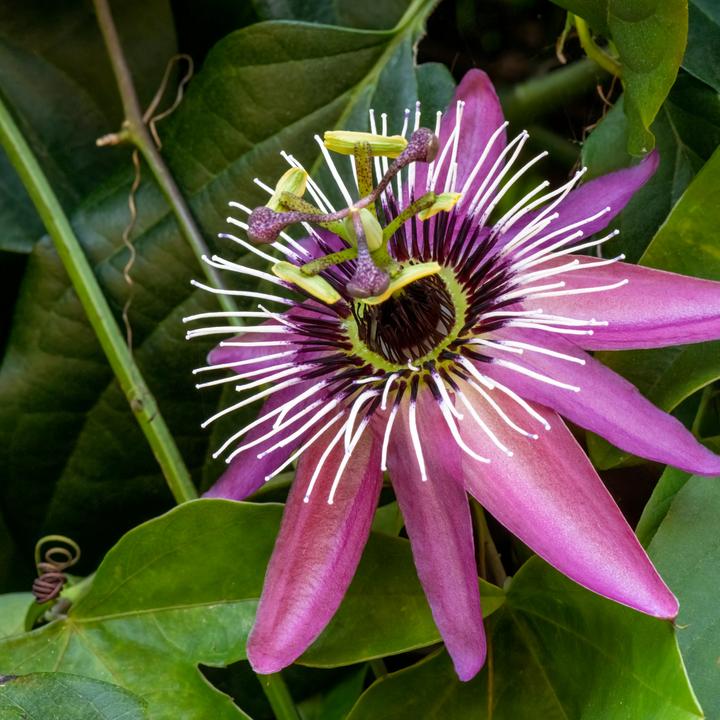 Produktbild Plant in a Box Passiflora x violacea 'Victoria' - 2er-Set Passionsblume (110 cm)