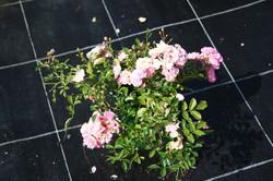 Image du produit Lubera Rose The Fairy Rosier couvre-sol
