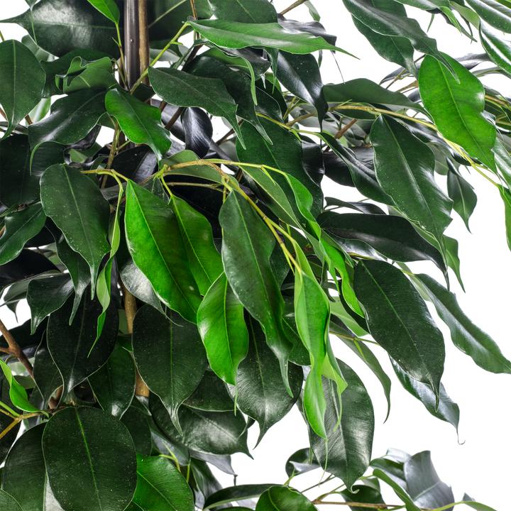 Produktbild Flowerbox Birkenfeige - Ficus benjamini (110 cm)