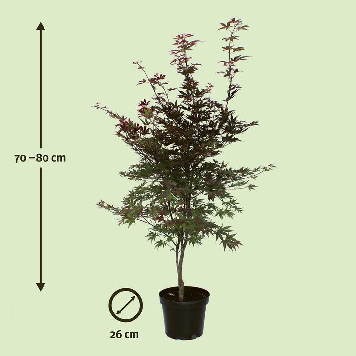 Actual product image Zulauf Japanischer Fächer-Ahorn / Acer palmatum 'Atropurpureum' (80 cm)