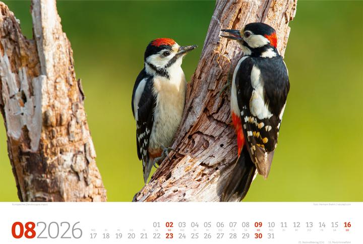 Immagine prodotto Tierwelt Wald Kalender 2026 (45 x 33 cm, Copertina rigida, Tedesco)