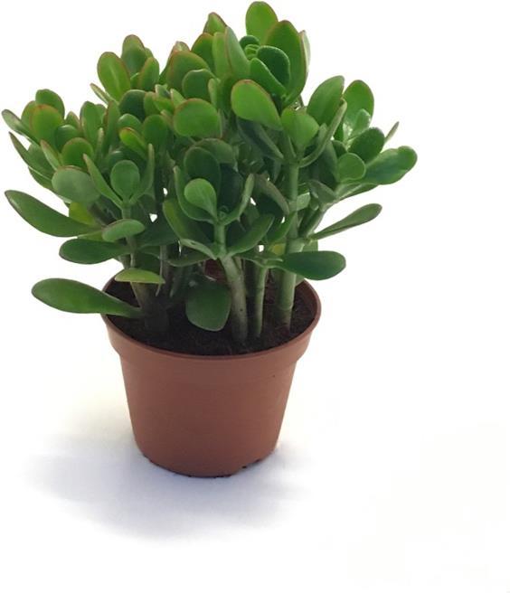 Image du produit Rutishauser Blumen Crassula (20 cm)