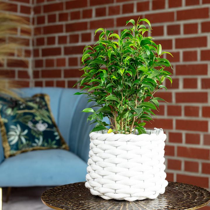 Image du produit Flowerbox Figuier bouleau "Natasja" ramifié - Ficus benjamini (30 cm)