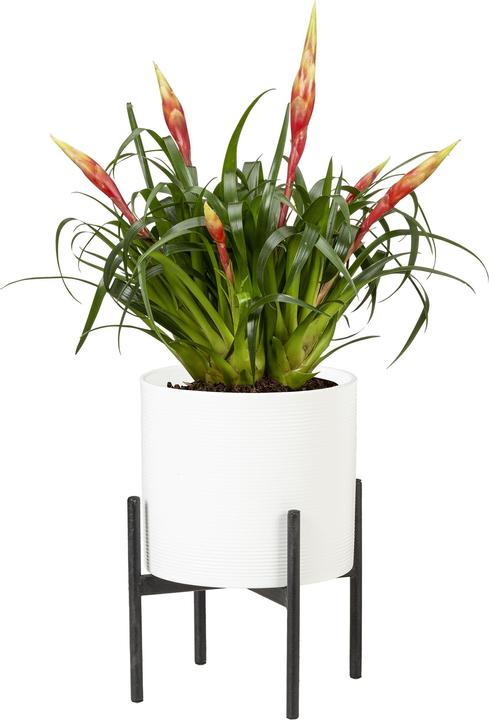 Produktbild Scheurich Blumentopfständer