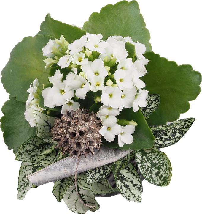 Immagine prodotto Migros Ostschweiz Disposizione dei vasi (18 cm)