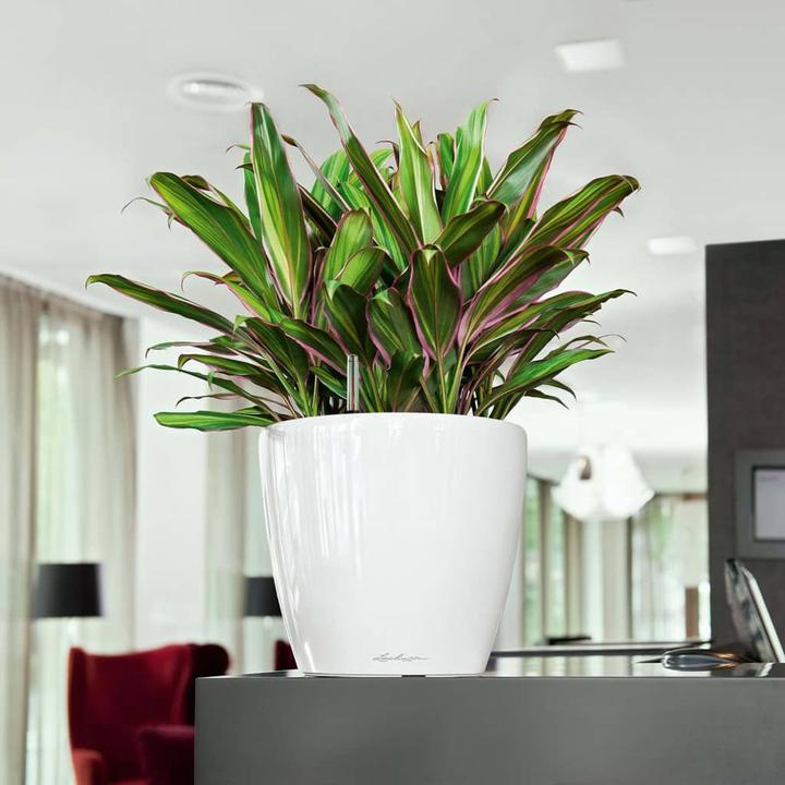 Immagine prodotto Lechuza Classico (36 cm)