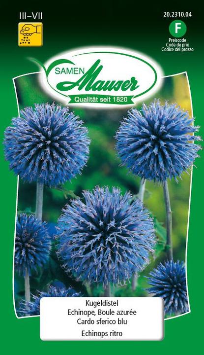 Actual product image Samen Mauser Bullet Thistle (Flower seeds)