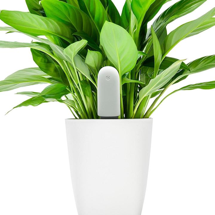 Produktbild Xiaomi Vegtrug Flower Care (Bewässerungssensor)