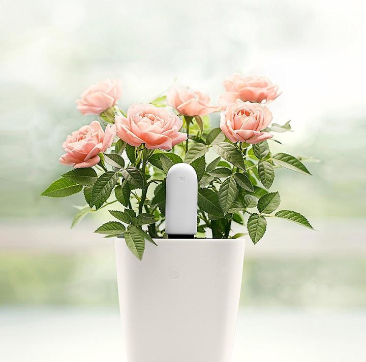 Produktbild Xiaomi Vegtrug Flower Care (Bewässerungssensor)