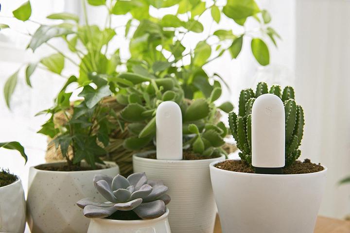 Produktbild Xiaomi Vegtrug Flower Care (Bewässerungssensor)