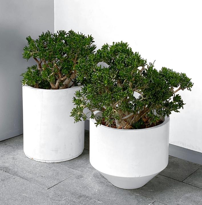 Image du produit Plant in a Box Crassula ovata Hobbit - Plante de jade (55 cm)