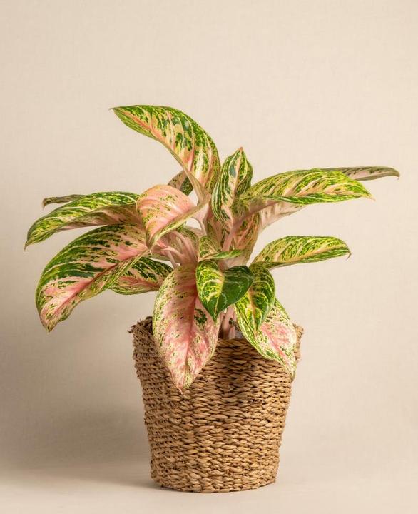 Actual product image feey Aglaonema Cocomelon (60 cm, Freshly repotted)
