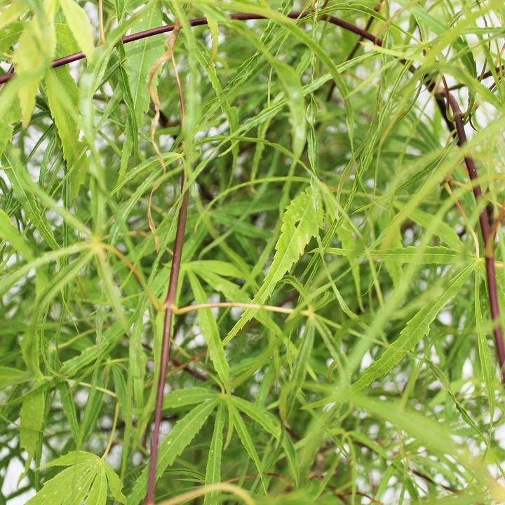 Image du produit Zulauf Japanischer Fächer-Ahorn / Acer palmatum 'Koto-No-Ito' (80 cm)