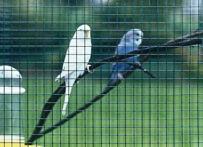 Immagine prodotto Betafence Rete metallica Casanet 25,4 x 50,8 x 2,05 x 1020 mm, 25 m