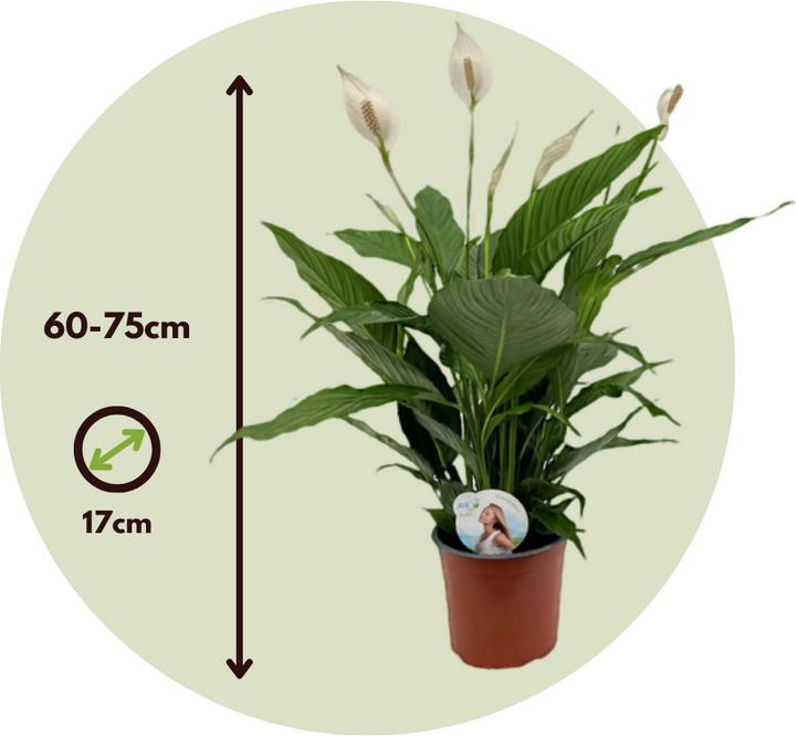 Actual product image Plant in a Box Spathiphyllum Lima - Einblatt (60 cm)