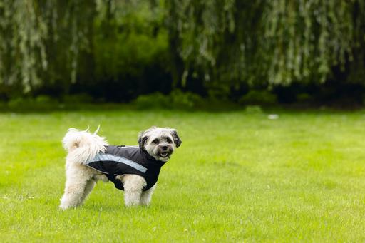 Produktbild Beeztees Hundemantel Saby (XXS, Hundemantel)