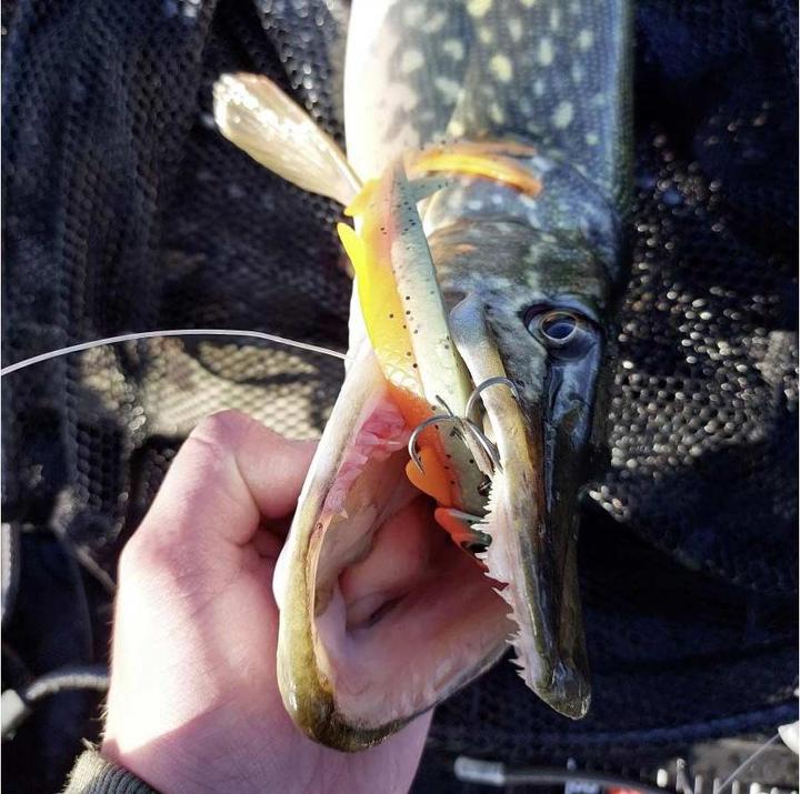 Produktbild Quantum Pelagic Shad Set Hairy (21 cm)