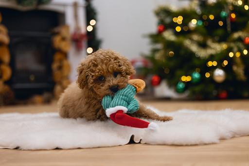 Image du produit Beeztees Jouets de Noël pour chiens Cactus, Léopard et Lama (Apporter)
