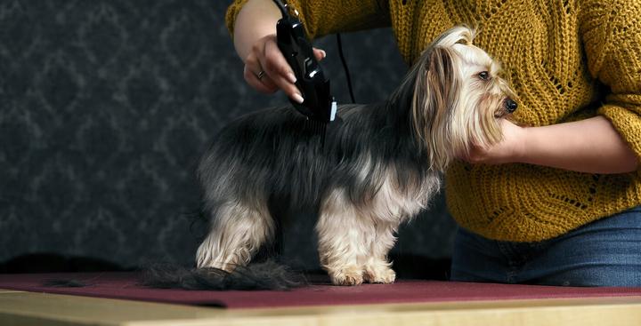 Image du produit Moser Tondeuse à poils d'animaux (Chien, Chat)