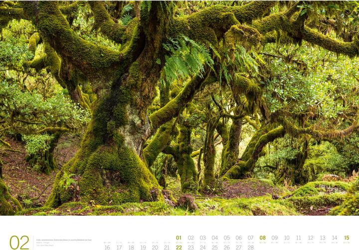 Image du produit Wald - Gallery Kalender 2026 (66 x 50 cm, Couverture rigide, Anglais, Allemand)