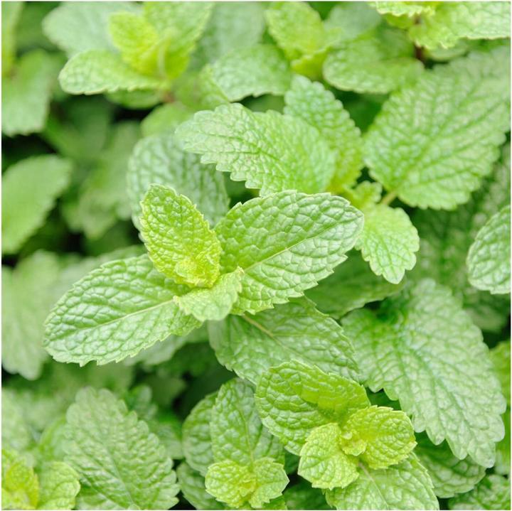 Actual product image Rausch Fresh Body Lotion with Mint (Body cream, 200 ml)