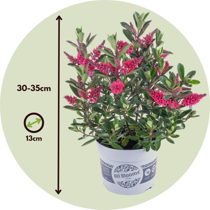Produktbild Plant in a Box Hebe All Blooms 'Siara', 'Ranaia', 'Samona' - (30 cm)