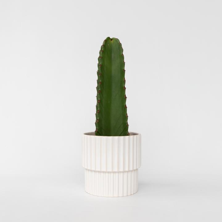 Actual product image Plant in a Box Euphorbia ingens - Cowboy cactus (40 cm)