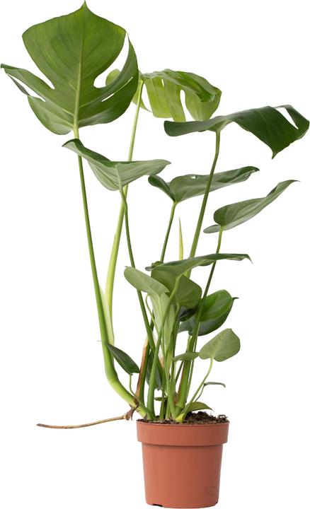 Immagine prodotto Plant in a Box Monstera Deliciosa - Foglia di finestra (60 cm)