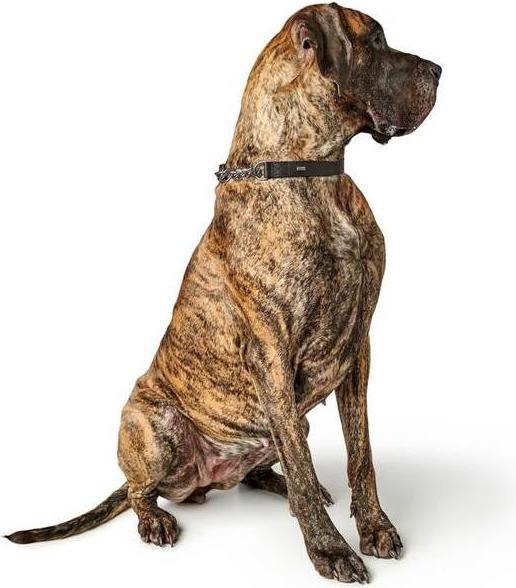 Image du produit Hunter Collier avec chaîne Aalborg (45, Chien)