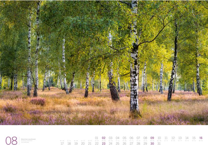 Image du produit Wald - Gallery Kalender 2026 (66 x 50 cm, Couverture rigide, Anglais, Allemand)