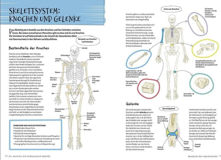 Actual product image Librero Die Anatomie des Menschlichen Körpers (German, Ken Ashwell, 2024)