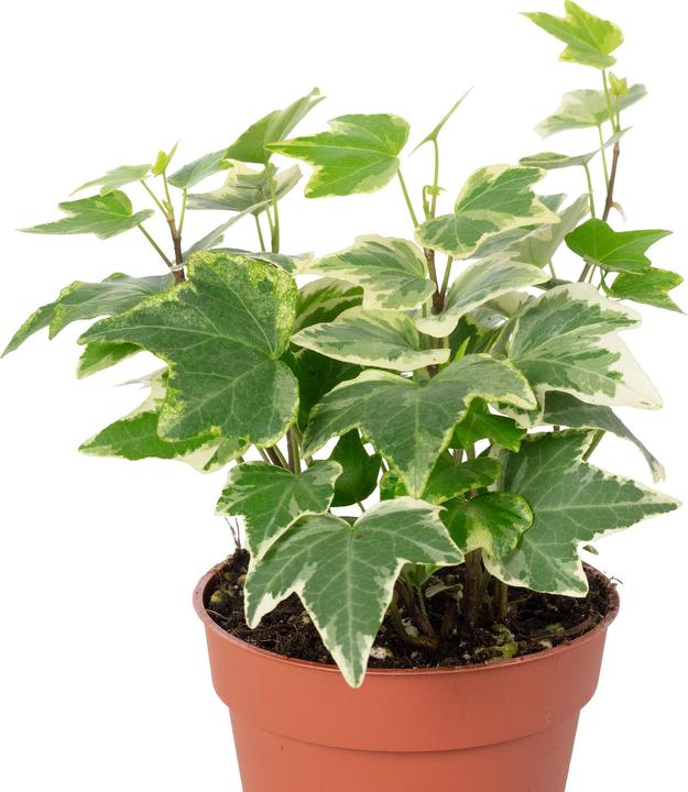 Immagine prodotto Flowerbox Edera comune - Hedera helix (15 cm)