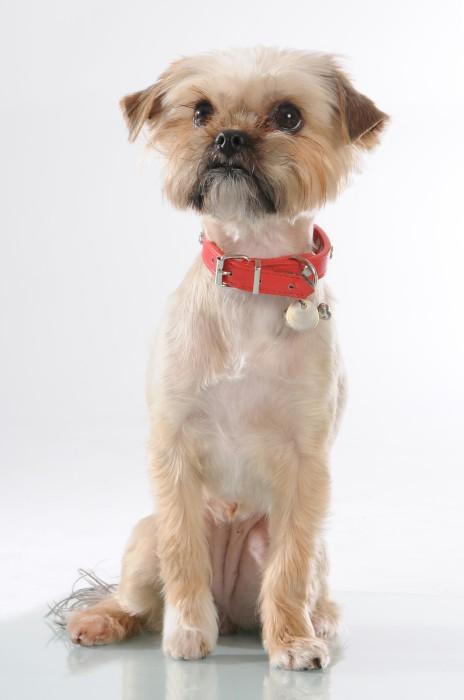 Actual product image Mason Cash Cane Non Tip Lettered Dog Bowl 21cm