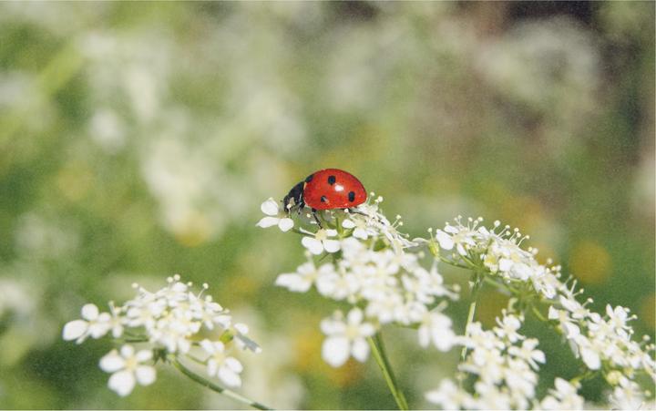 Immagine prodotto Zollinger Bio Blumenmischung für Marienkäfer (Semi di fiori)