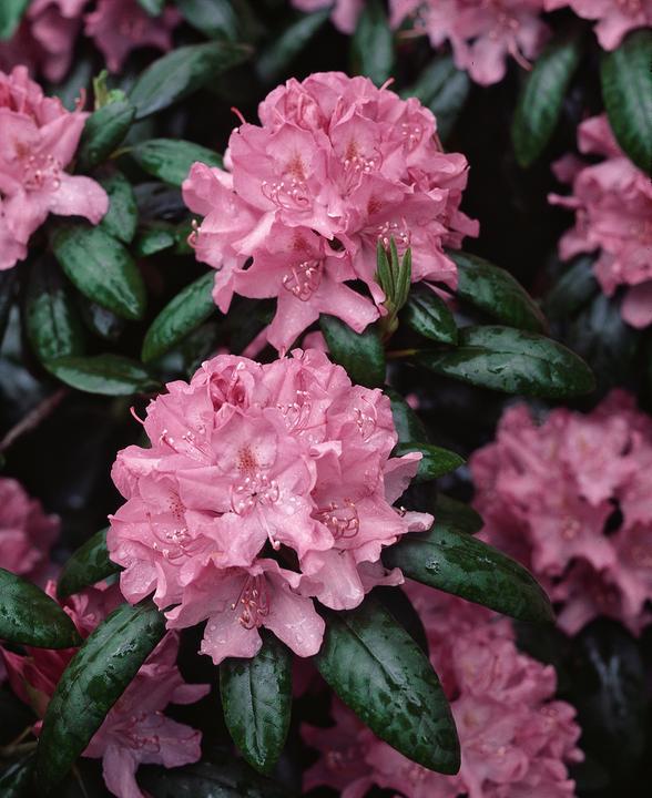 Produktbild Plant in a Box Rhododendron catawbiense purple, Cunningham's White, Elegans Pink - 6er Set Gartenpflanzen (25 cm)
