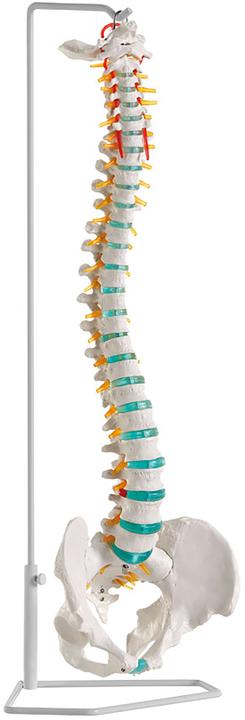Produktbild Erler Zimmer Flexible Wirbelsäule