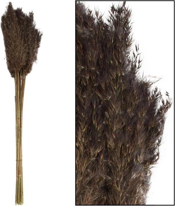 Actual product image Dijk Wild reed plume Vinz (Dried flowers)
