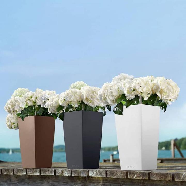 Immagine prodotto Lechuza Colore Cubico (22 cm)