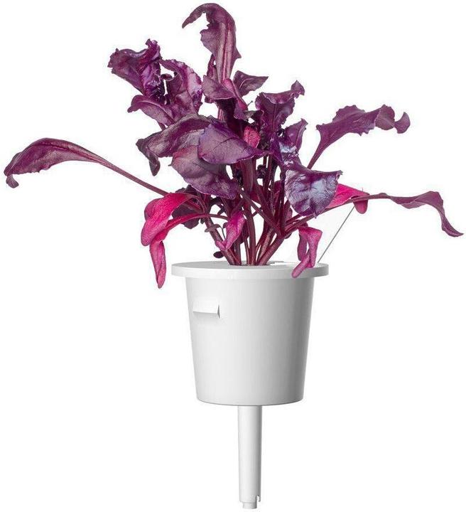 Immagine prodotto Click and Grow Semi Bietola rossa (Semi di verdura)
