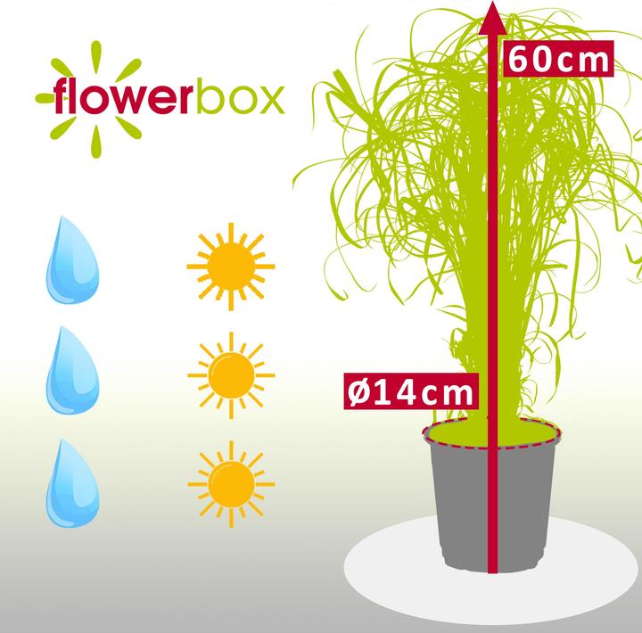 Actual product image Flowerbox Cyprus grass - Cyperus alternifolius (60 cm)